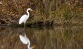 grande aigrette©tchikedou