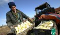 producteur d'endives©Samuel Dhote