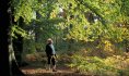 forêt de Raismes-Saint Amand Wallers©Samuel Dhote