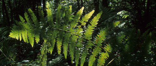 Forêt de saint amand les eaux