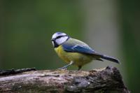 conf_oiseaux_0.jpg