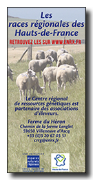 flyer-races-2018.jpg