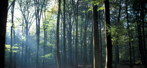 forêt de Flines les Mortagne