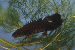 godjo_triturus_cristatus_male_24x36_2700