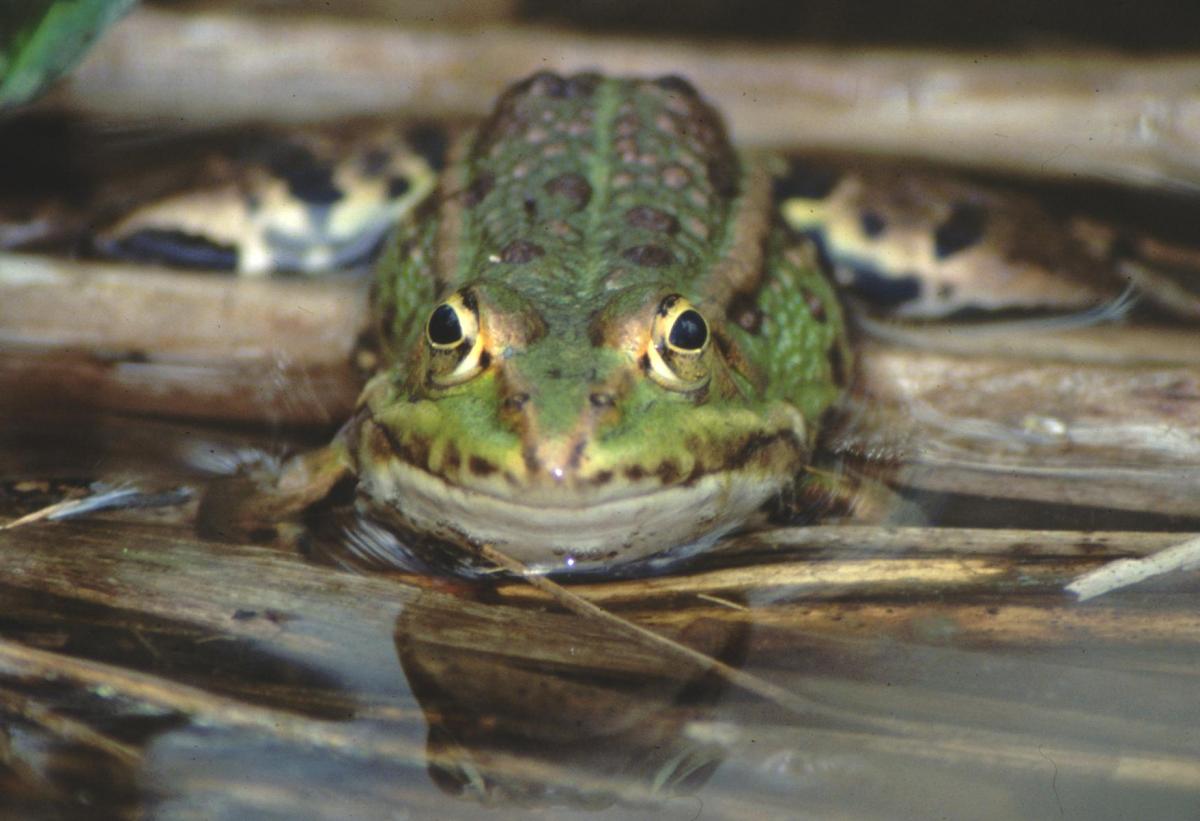 Grenouille verte