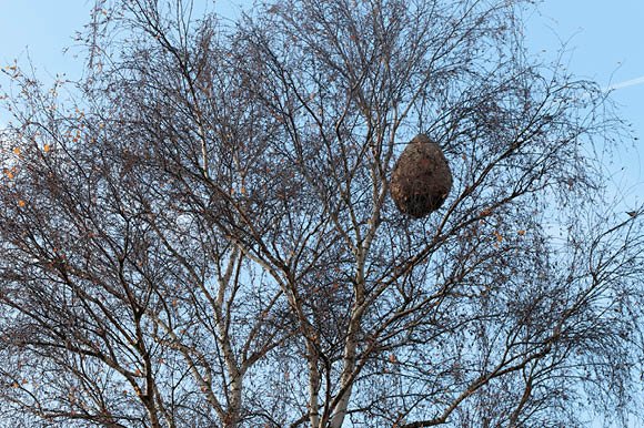 nid de guêpes ou nid de frelons avec larve sur fond de bois , gros plan -  insectes sauvages 4800916 Photo de stock chez Vecteezy