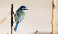 Mésange bleue