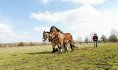 cheval trait du nord©David Delecourt