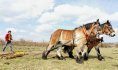 cheval trait du nord©David Delecourt