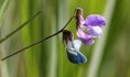 Gesse des marais (Lathyrus palustris) 