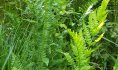 Fougère à crêtes (Dryopterys cristata), plantes typiques de nos milieux tourbeux. J