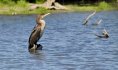 grand cormoran©ph.Boissel