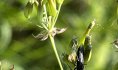 Prairies Vivantes©D.Delecourt