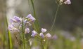 Cardamine des prés © PNRSE