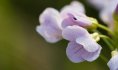 Cardamine des prés © PNRSE