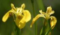 Iris des marais © Samuel Dhote