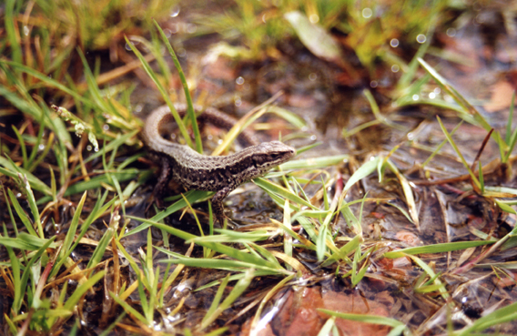 Lézard vivipare