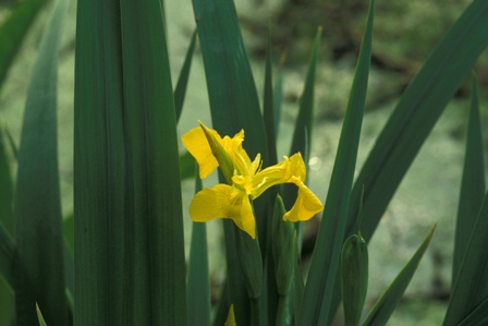 Iris aquatique © Samuel Dhote