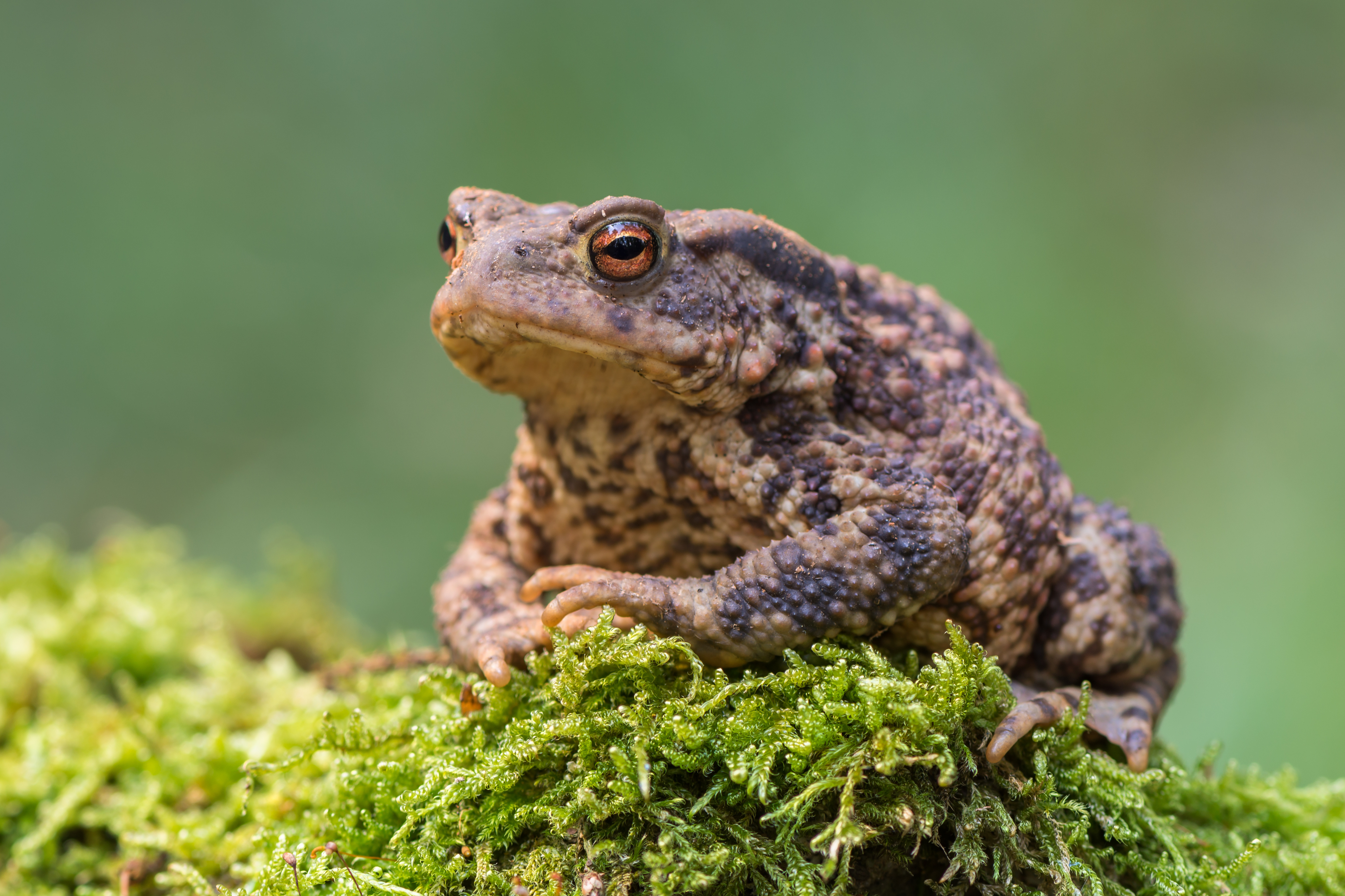 et le Crapaud calamite Anciens Et Réunions