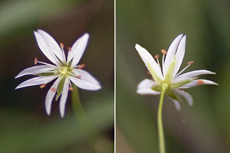 Stella des marais (Stellarias palustris)