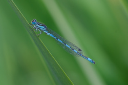 11_agrion_de_mercurecroque_41-fotolia.jp