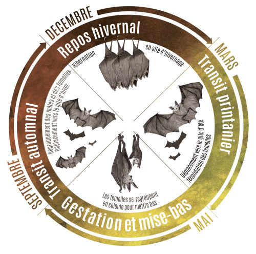 Le cycle de vie des chauves-souris : 4 phases indispensables
