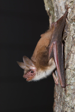 Les chauves-souris alsaciennes, un trésor de biodiversité menacé