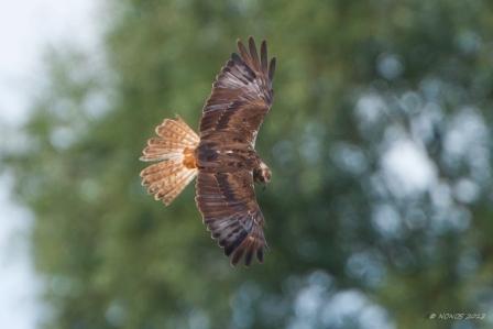 Busard des roseaux©Nonos2012