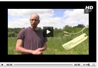 video_grenouille_des_champs_0.jpg