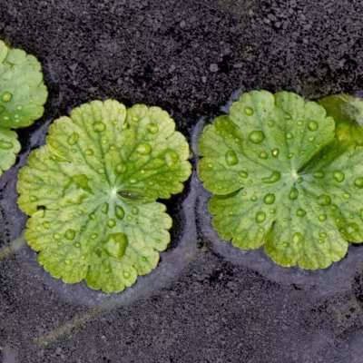 Hydrocotyle fausse renoncule