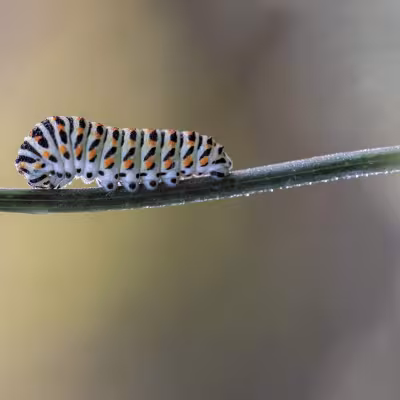 Chenille de Machaon