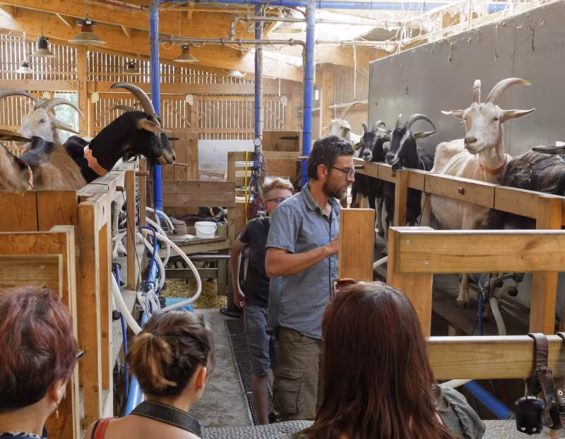 Chevrettes du terril ©S. DHOTE Chevrettes du terril